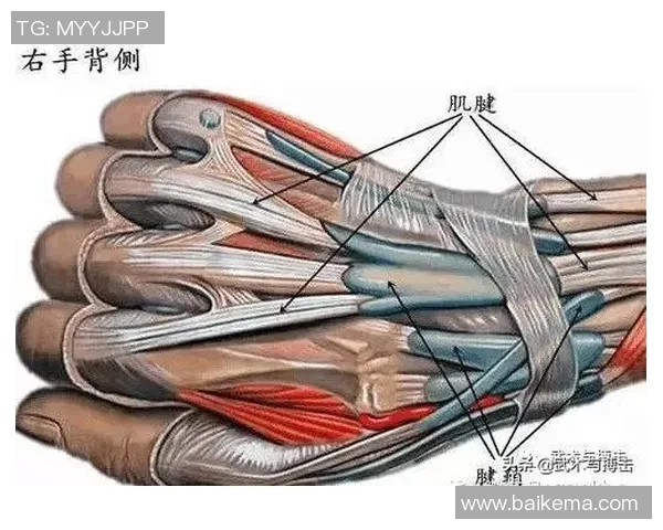 怎么区别筋骨力与肌肉力